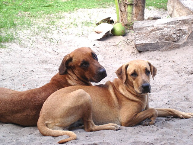 O Que Fazer Quando o Seu Cão Está Ansioso?