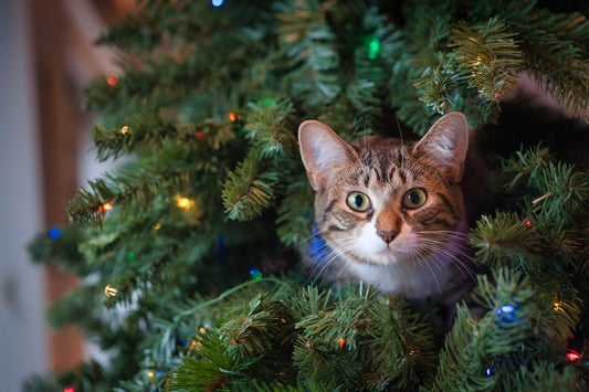 Por que os gatos e as árvores de Natal nem sempre se dão bem?