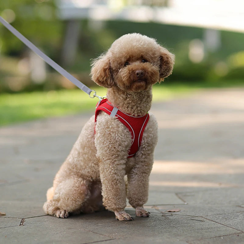 Colete e Guia Ajustáveis para Cães Pequenos